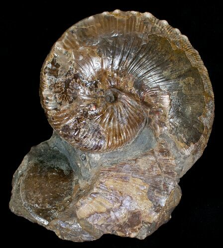 Hoploscaphites Ammonite #6132